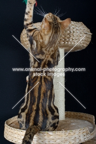 marble Bengal cat playing on a scratch post, black background