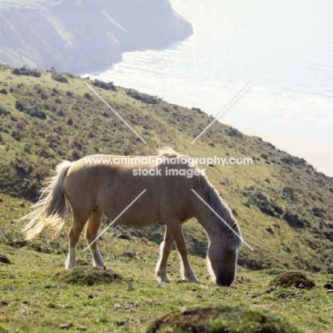 welsh mountain ponies on the gower peninsula