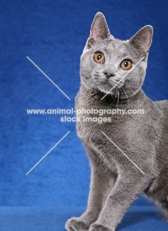 Chartreux