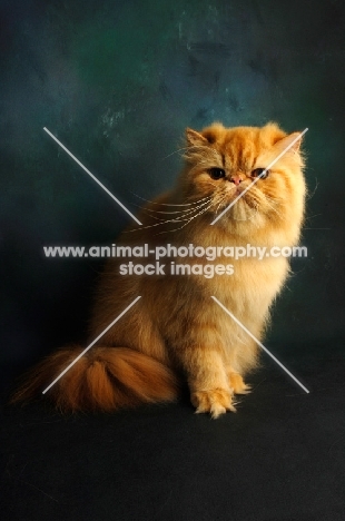 red Persian in studio