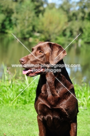 chocolate Labrador Retriever portrait
