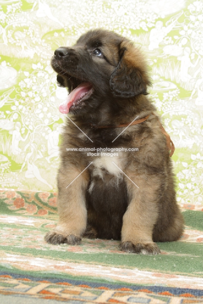 Honey with Black Mask, 6 week old Leonberger puppy, looking up