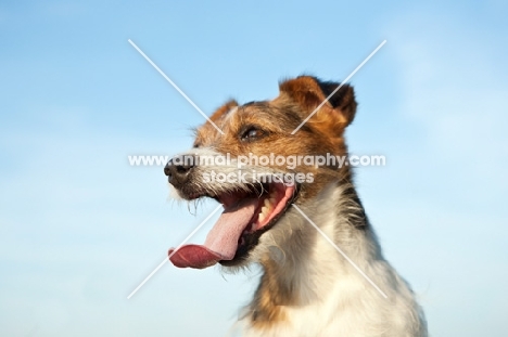 jack russell terrier looking away