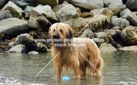 Briard standing in water