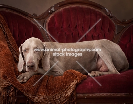 Weimaraner resting on couch