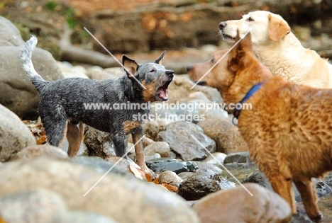 Australian Cattle Dog barking at another