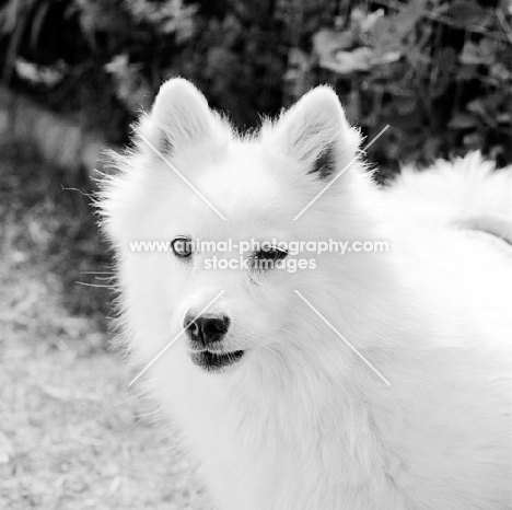 japanese spitz, portrait