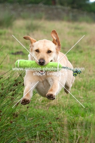 Labrador retrieving