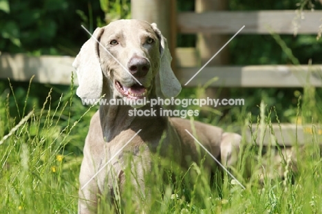 Weimaraner lying down