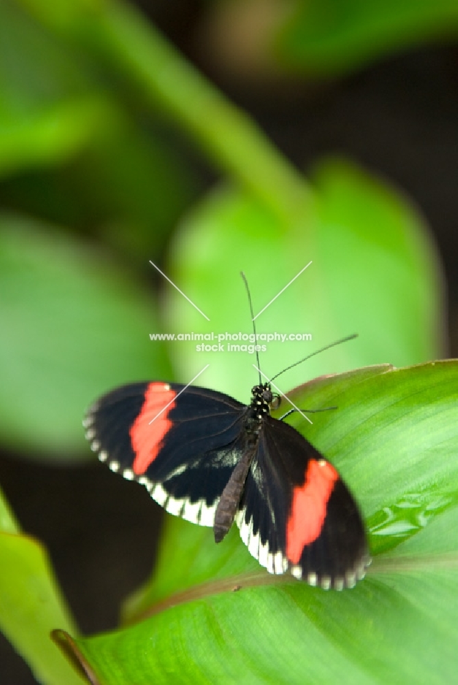 postman butterfly on a leaf