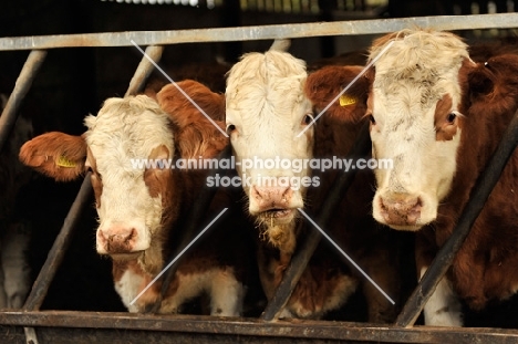 Fleckvieh cows