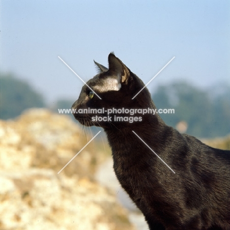 int ch janosz von asindia, havana cat, head study 