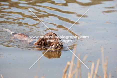 Small Munsterlander swimming in water