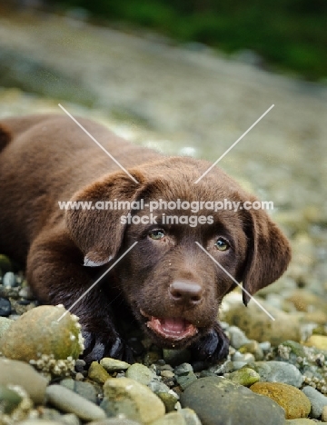 Chocolate Labrador Retriever puppy lying in the beach.