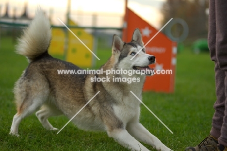 alaskan malamute mix doing trick in a training field