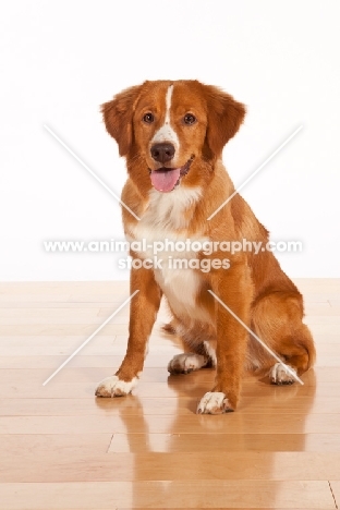 Nova Scotia Duck Tolling Retriever sitting on wooden floor