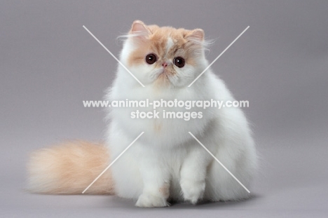 cute cream and white Persian cat looking at camera, front view