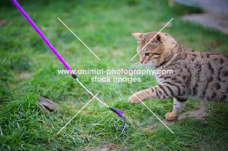 outdoor shot of a male Bengal cat playing with a cat toy