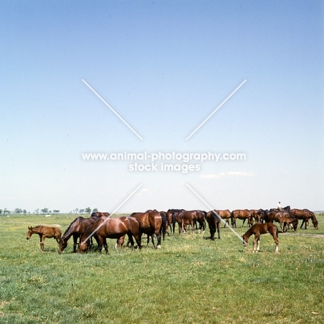 herd of Furioso North Star mares and foals grazing at Kiskunsag , Hungary