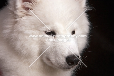 young Samoyed pup close up