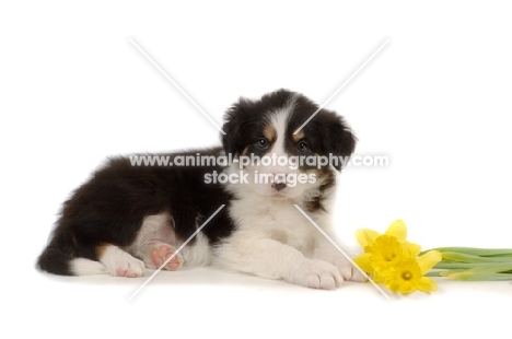 Border Collie puppy with daffodils in studio