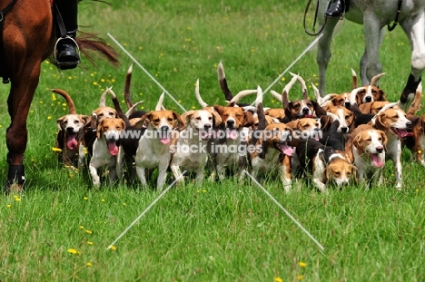 Beagles hunting