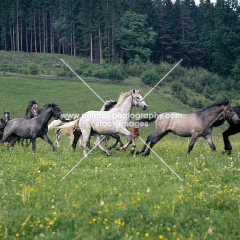 lipizzaner colts cantering in summer pasture at piber