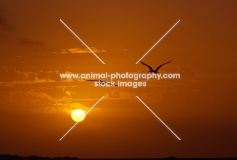 brown pelicans off florida in sunset