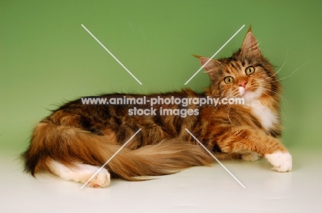 maine coon, tortie classic tabby and white