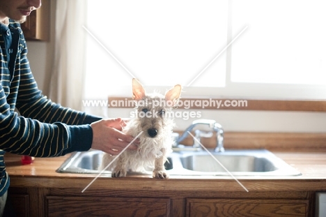 Wet wheaten Scottish Terrier puppy trying to escape a sink after bathtime.
