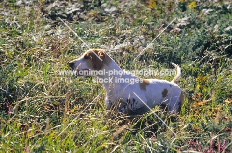 Pointer amongst high grass