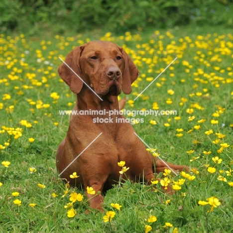 Hungarian Vizsla in field of flowers