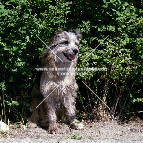 pyrenean sheepdog sitting