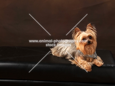 Yorkshire Terrier lying on brown background