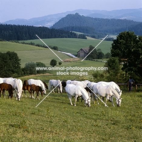 lipizzaner mares and foals at piber