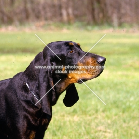  richland's merrie maudella, black and tan coonhound, head study