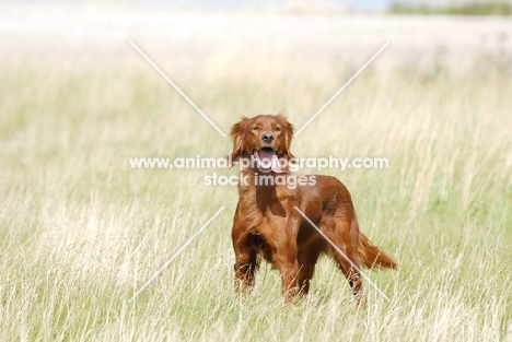 irish red setter working type at field trial