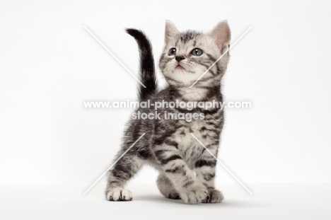 Silver Classic Tabby American Shorthair kitten