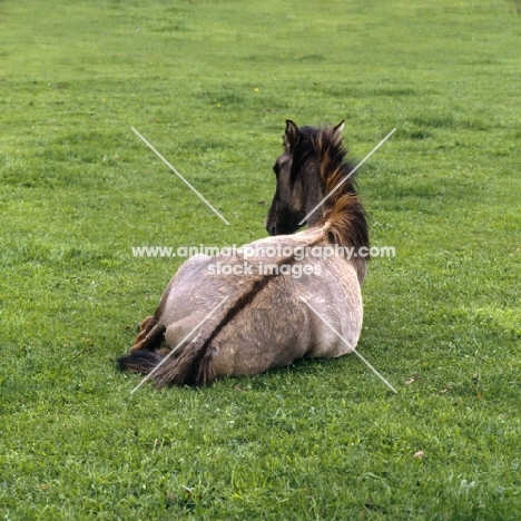 Dulmen pony lying showing dorsal stripe