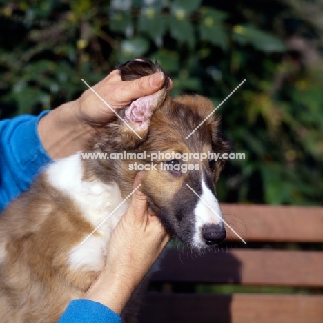 inspecting borzoi puppy's ears