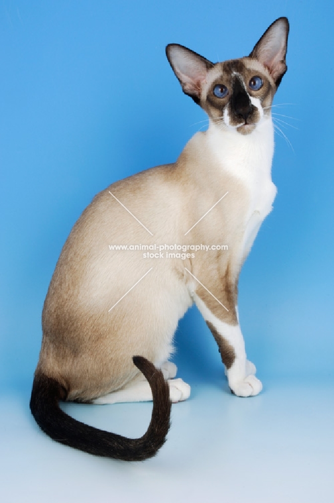 seal and white oriental shorthair cat, looking at camera