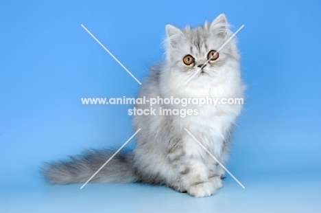 pewter persian kitten