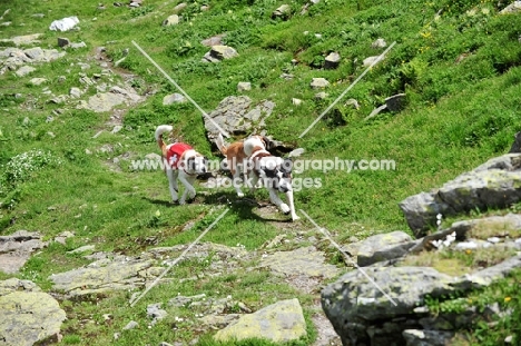 three Saint Bernards running in Swiss Alps