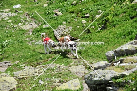 three Saint Bernards running in Swiss Alps