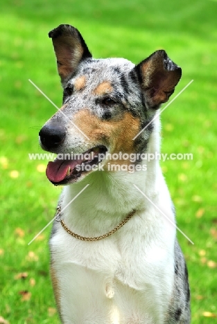 smooth Collie looking away