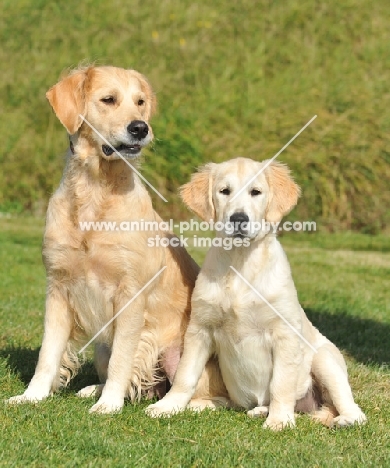 golden retriever mother with her 5 month old puppy, sat together in grass