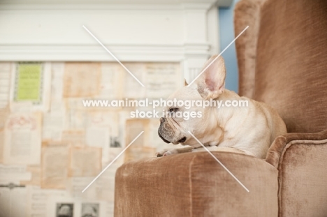 French Bulldog sitting on brown chair in front of fireplace.