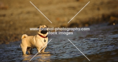 fawn Pug standing in water