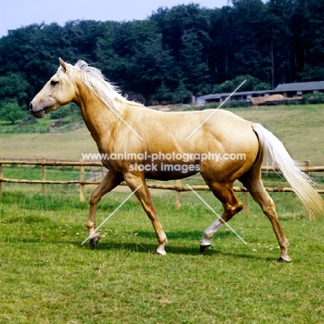 palomino mare trotting in field
