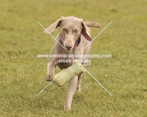 Weimaraner dog running towards camera